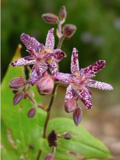 Tricyrtis Sinonome - Lis orchidée