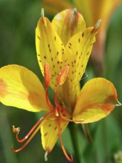 Lis des Incas 'Sweet Laura'