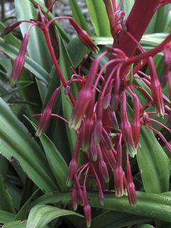 Beschorneria  septentrionalis - Lis du Mexique