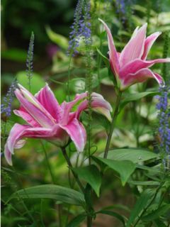 Lis oriental 'Distant Drum'