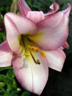 Lis trompette - Lilium Pink Perfection