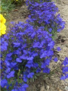 Lobélie 'Crystal Palace'