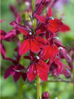 Lobélie 'Fan Burgondy'