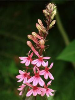 Lobélie 'Fan Salmon'