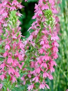 Lobelia Hybride Monet Moment