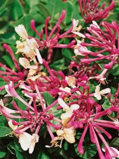 Lonicera periclymenum 'Belgica'