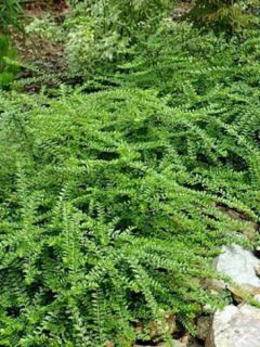 Lonicera pileata Mossgreen - Chèvrefeuilles à cupule