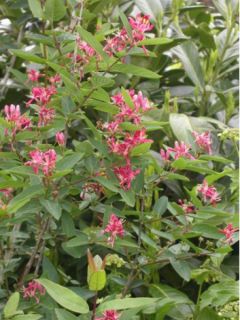 Lonicera tatarica 'Arnold Red'