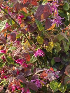 Loropetalum chinense Blush