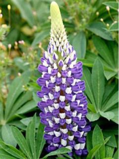 Lupin 'Gallery Blue'