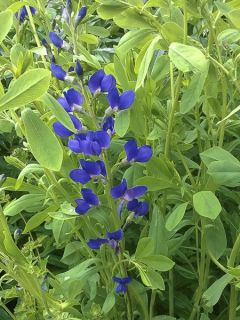 Lupin indigo 'Caspian Blue'