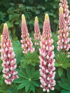 Lupin 'La Chatelaine'