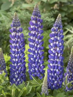 Lupin 'West Country Persian Slipper ' Lupin 'West Country Persian Slipper '