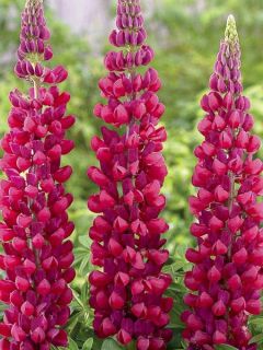 Lupin 'West Country Red Rum' Lupin 'West Country Red Rum'