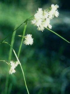 Luzule blanche - Luzula nivea Luzule blanche - Luzula nivea