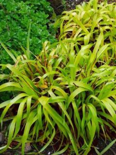 Luzula sylvatica Solar Flare - Luzule des bois vert-doré. Luzula sylvatica Solar Flare - Luzule des bois vert-doré.