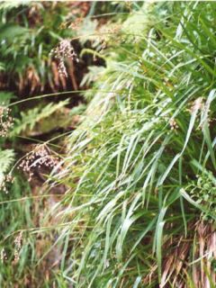 Luzula sylvatica - Luzule des bois Luzula sylvatica - Luzule des bois