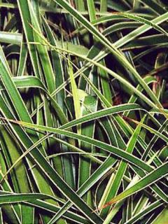 Luzule sylvatica 'Marginata' Luzule sylvatica 'Marginata'