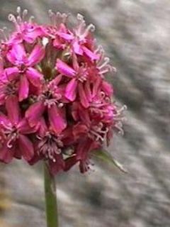 Lychnis viscaria 'Splendens'
