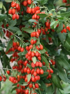 Goji - Lycium barbarum