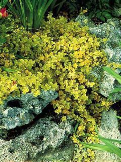 Herbe aux écus 'Aurea'