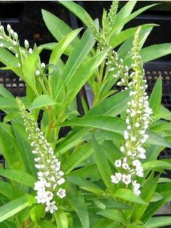 Lysimachia fortunei - Lysimaque fortunei