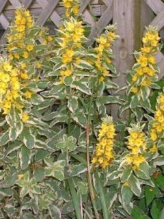 Lysimaque ponctuée 'Alexander'