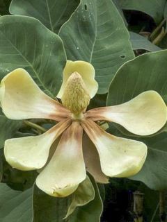 Magnolia delavayi - Magnolia de Chine 