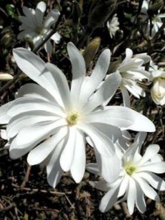 Magnolia étoilé