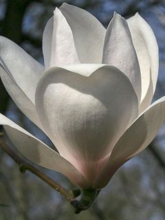 Magnolia 'Manchu Fan'