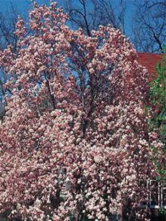 Magnolia  'Satisfaction'