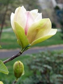Magnolia 'Sunsation'