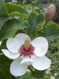 Magnolia wiesneri