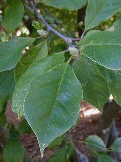 Magnolia x soulangiana