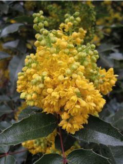Mahonia à feuilles de houx