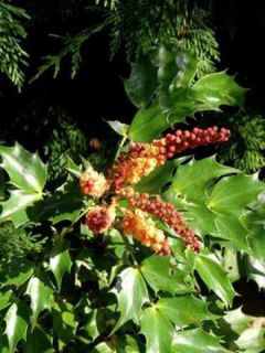 Mahonia Cabaret