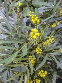 Mahonia confusa Nara Hiri - Mahonia hybride 