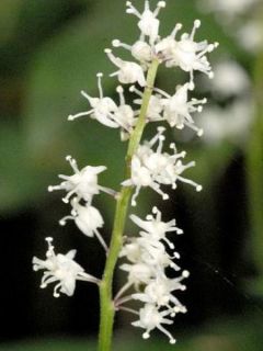 Maïanthème, Petit muguet, Fleur de mai