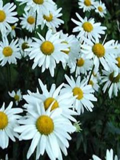 Leucanthemum superbum Gruppenstolz - Grande marguerite
