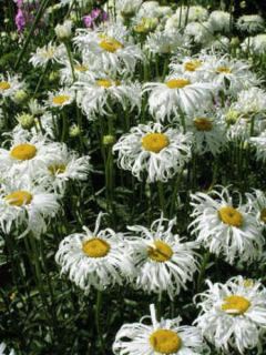 Marguerite 'Old Court'