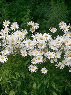 Marguerite 'Reine de Mai'