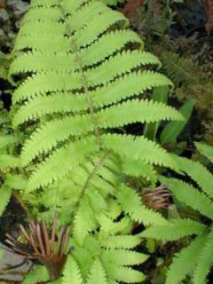 Fougère, Matteuccia orientalis