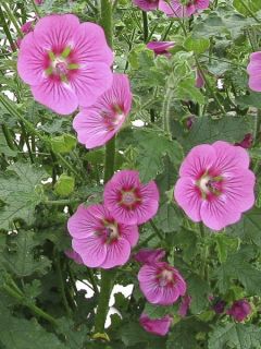 Mauve arbustive du Cap 'El Rayo'