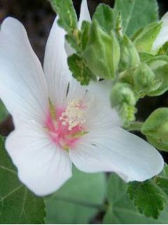 Mauve en arbre, Lavatère 'Baby Barnsley'