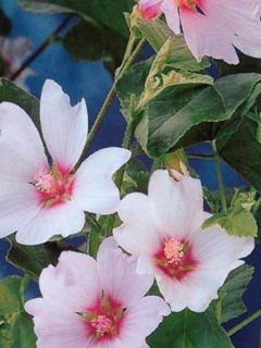 Mauve en arbre, Lavatère 'Barnsley'