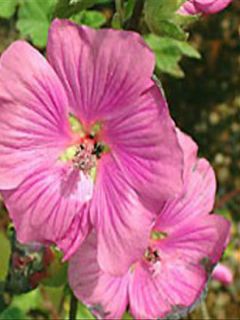 Mauve en arbre, Lavatère 'Bredon Springs'
