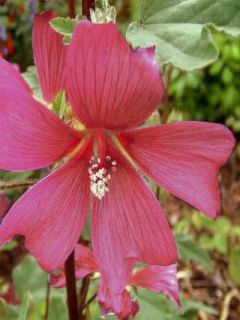 Mauve en arbre, Lavatère 'Burgundy Wine'