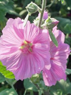 Mauve en arbre, Lavatère 'Candy Floss'