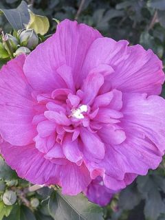 Mauve en arbre 'Magenta Chiffon'