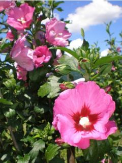 Mauve en arbre Pink Giant® 'Flogi'